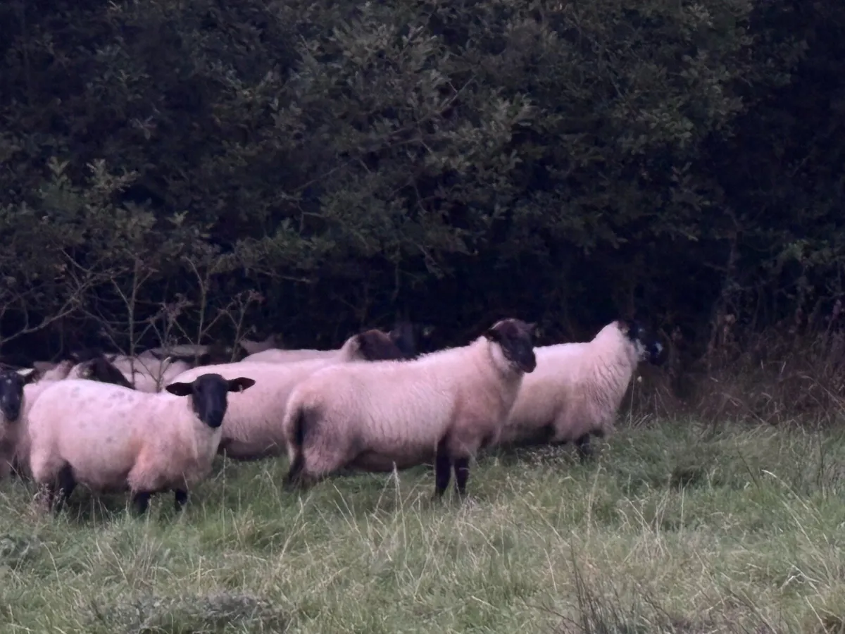 25 Suffolk x Hoggetts for Manorhamilton Thursday - Image 1