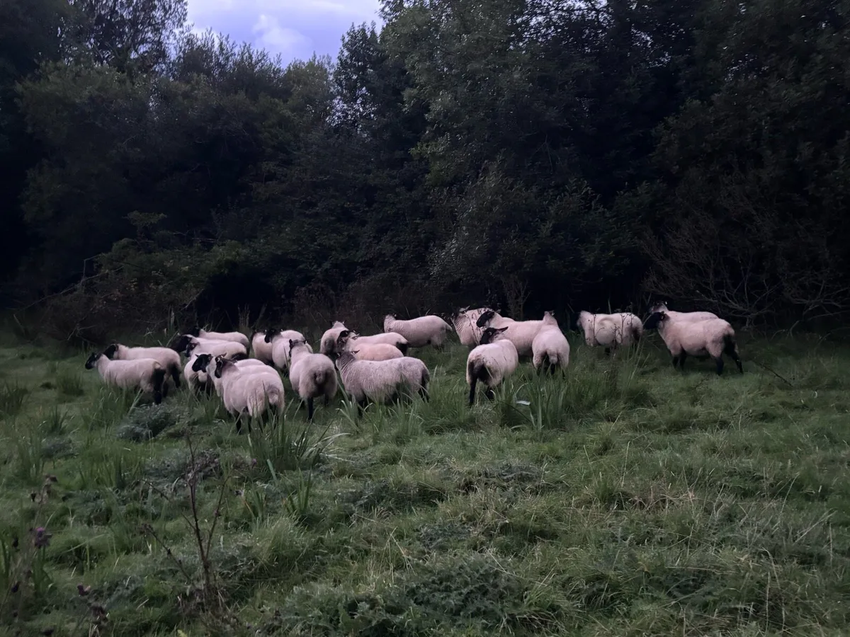 25 Suffolk x Hoggetts for Manorhamilton Thursday - Image 2