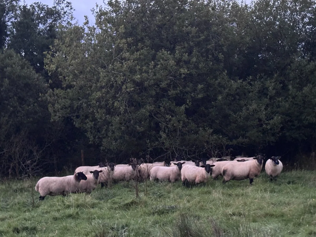 25 Suffolk x Hoggetts for Manorhamilton Thursday - Image 3