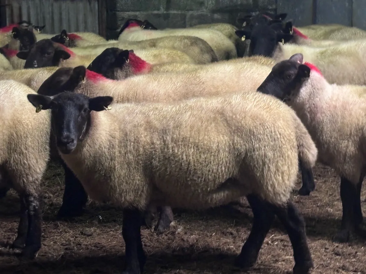 25 Suffolk x Hoggetts for Manorhamilton Thursday - Image 4