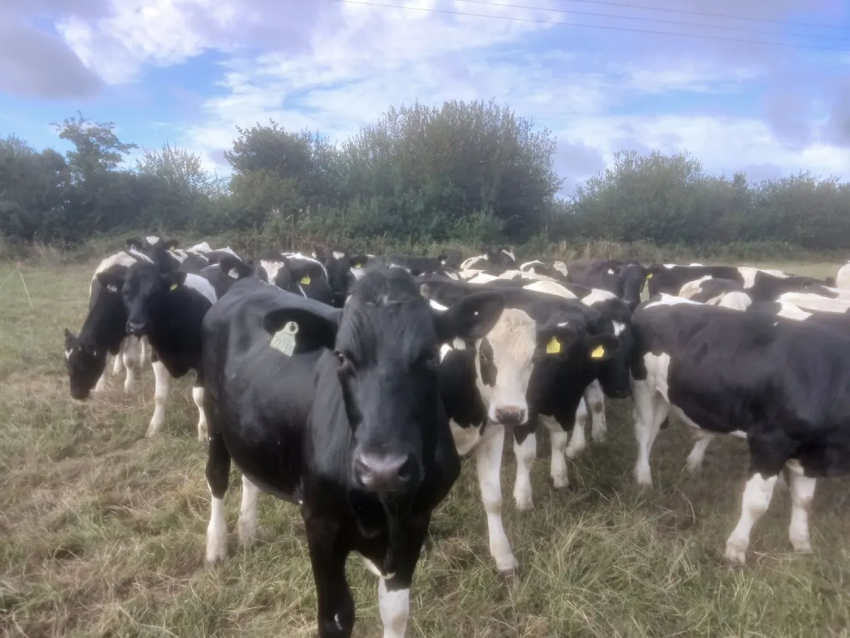 FRESIAN BULLOCKS - Image 3