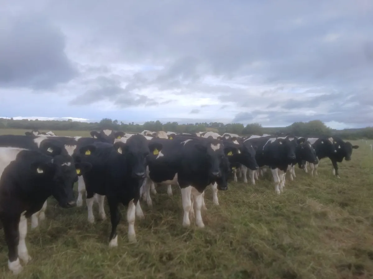 FRESIAN BULLOCKS - Image 4