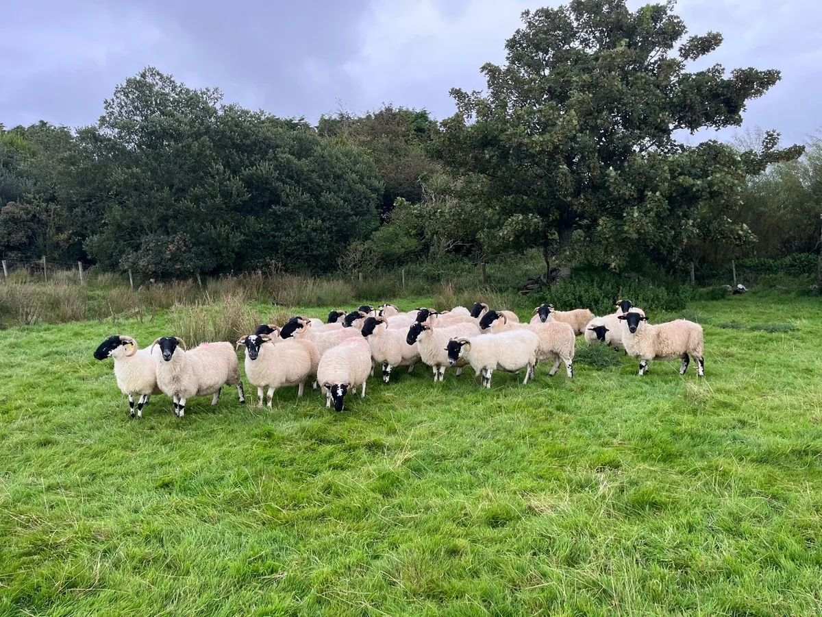 Horned hogget’s - Image 1