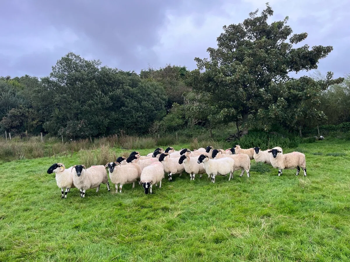 Horned hogget’s - Image 2