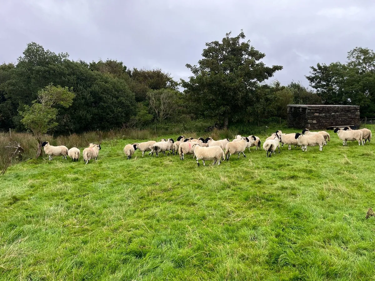 Horned hogget’s - Image 3