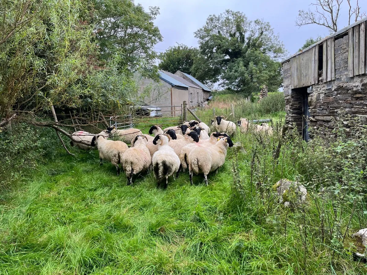 Horned hogget’s - Image 4