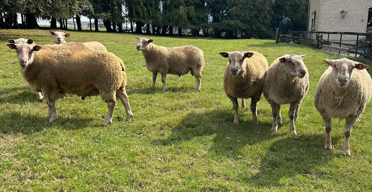 Charollais Ram Lambs - Image 1