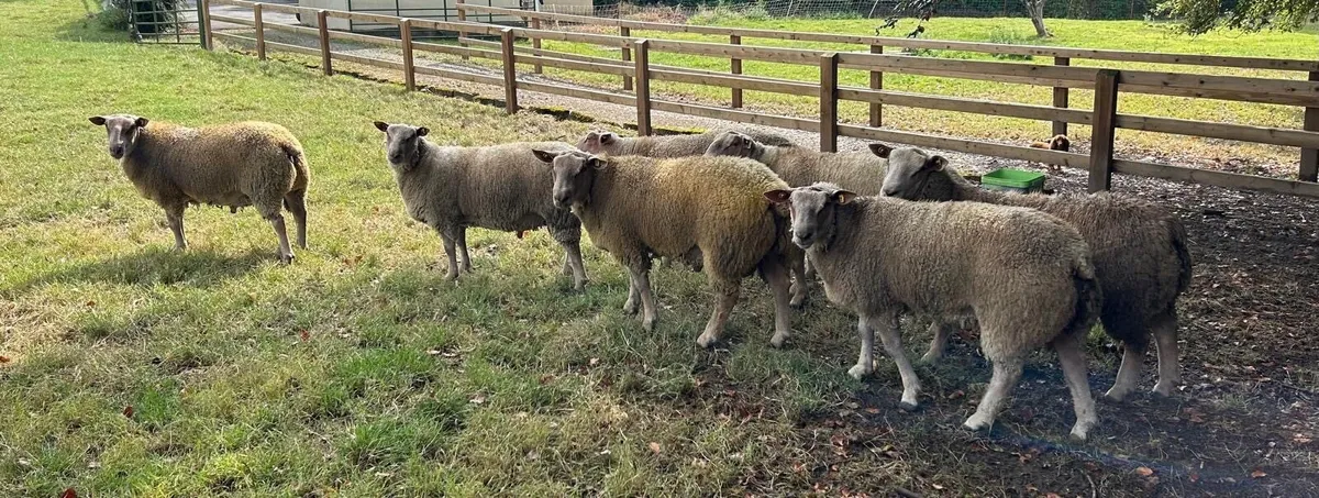 Charollais Ram Lambs - Image 3