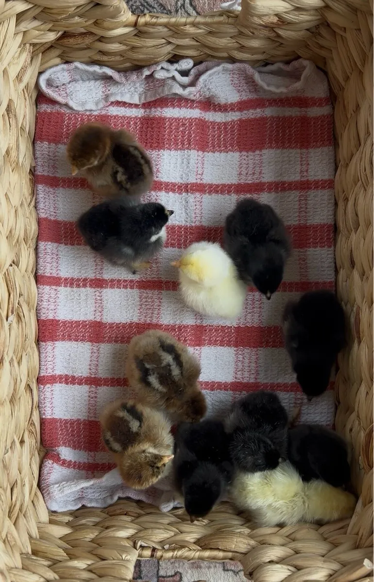 Day Old Chicks - Pekin Bantams - Image 2