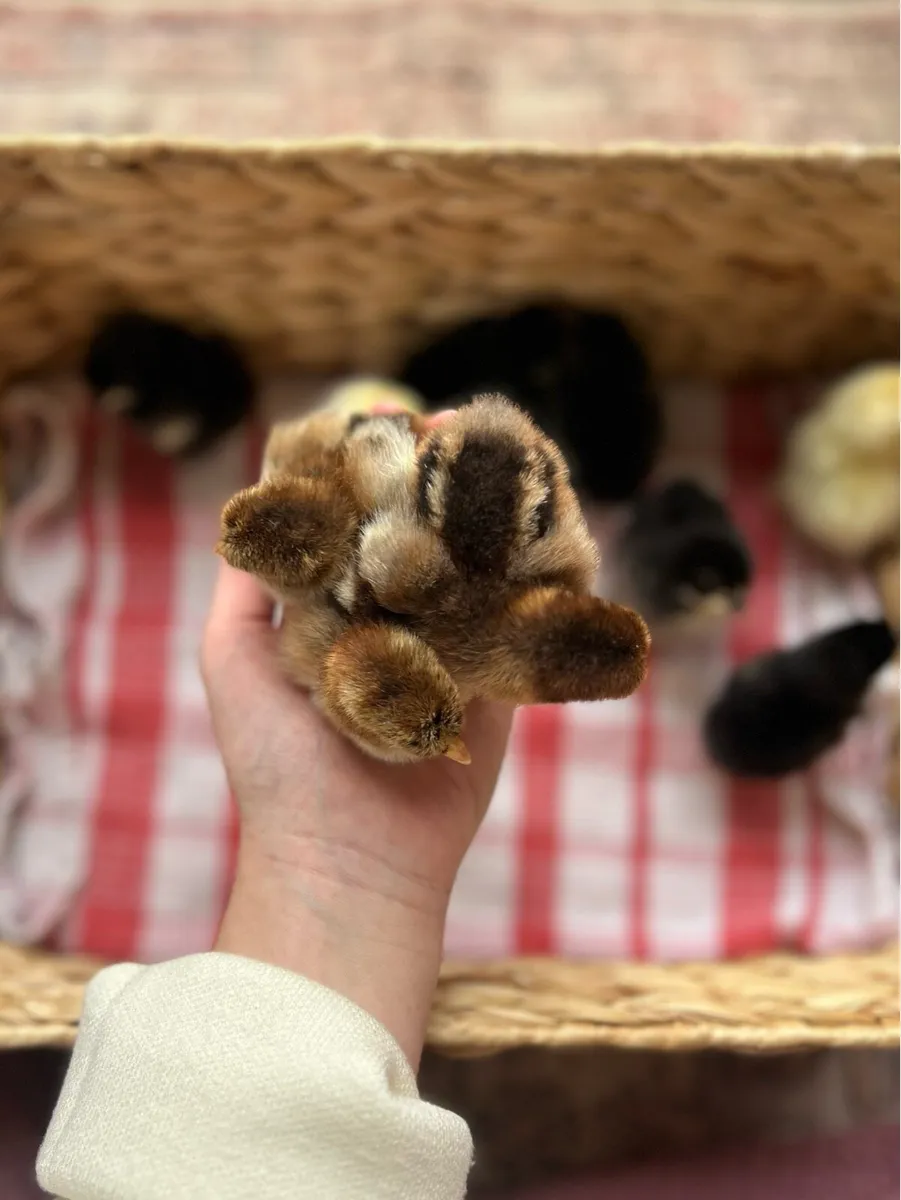 Day Old Chicks - Pekin Bantams - Image 4