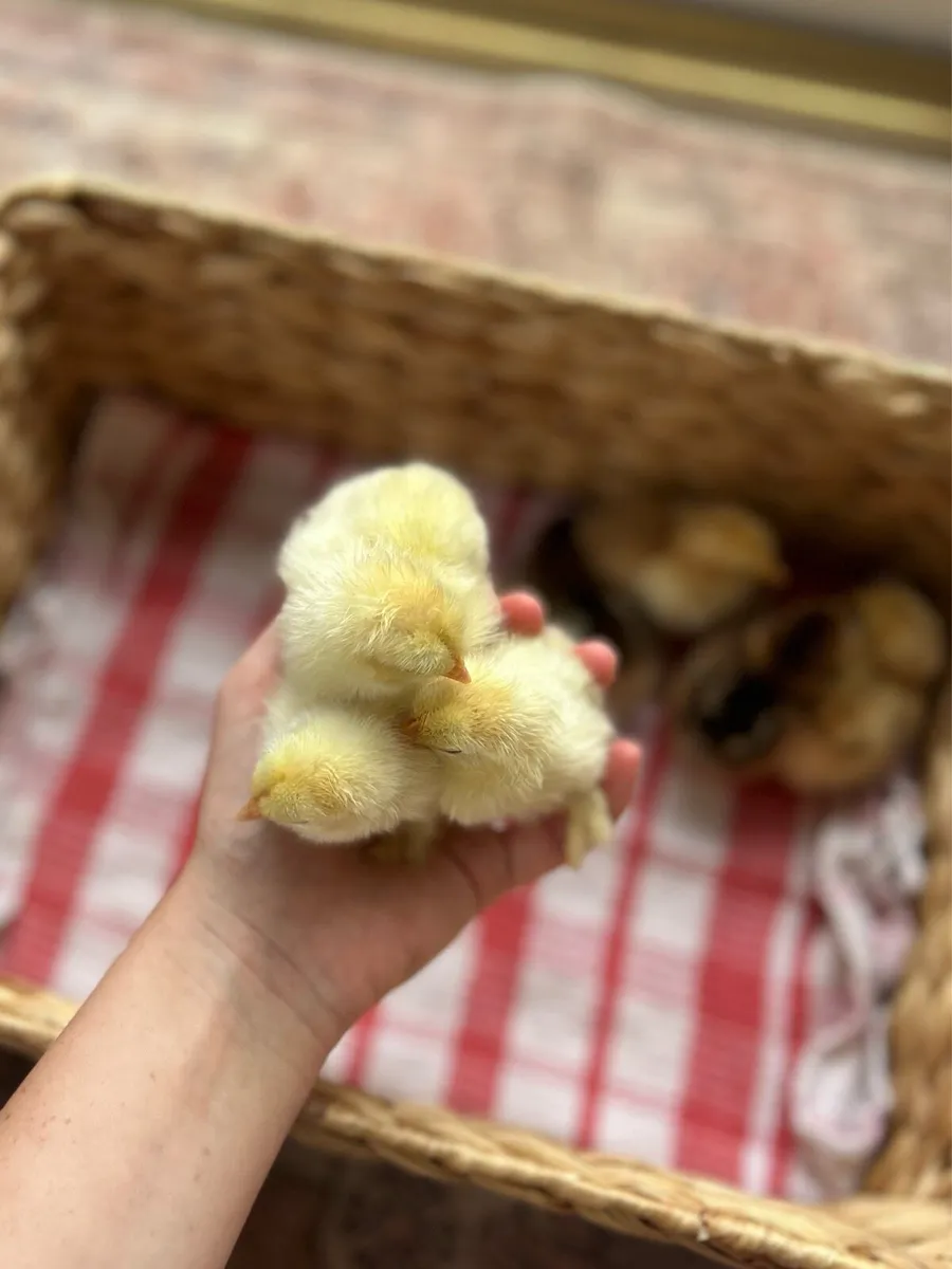 Day Old Chicks - Pekin Bantams - Image 3