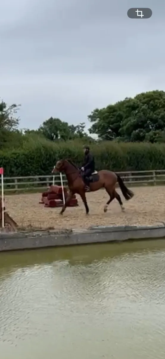 Horse - Image 2
