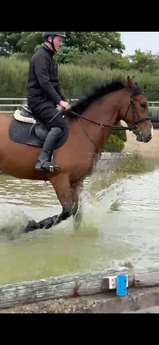 Horse - Image 3