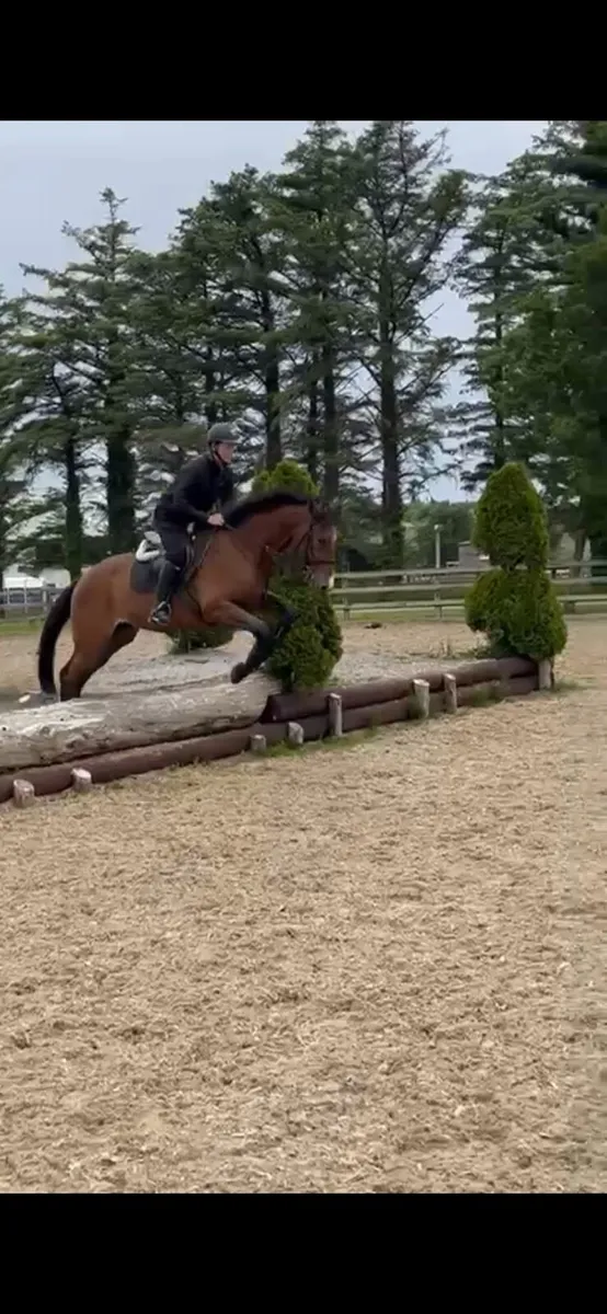 Horse - Image 4