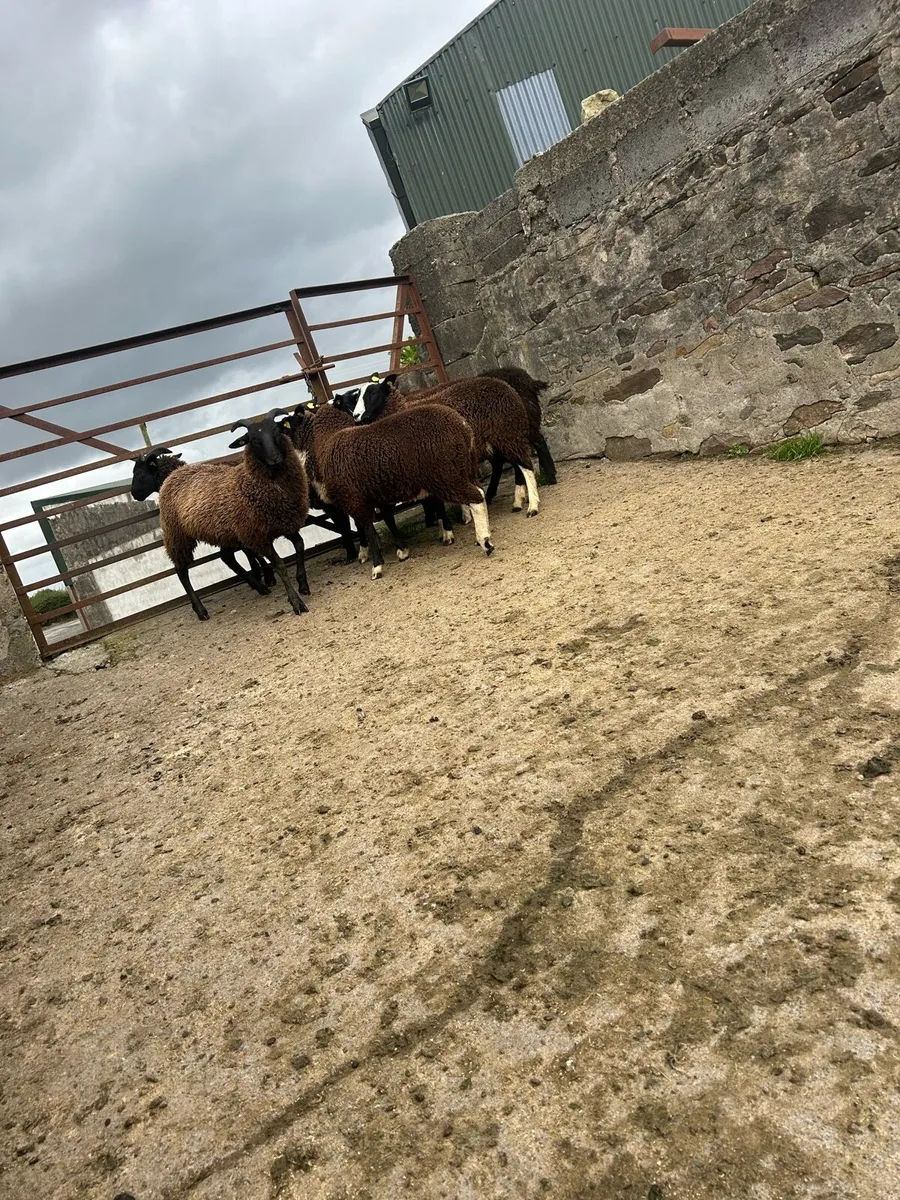 Smashing black  ewe lambs - Image 2