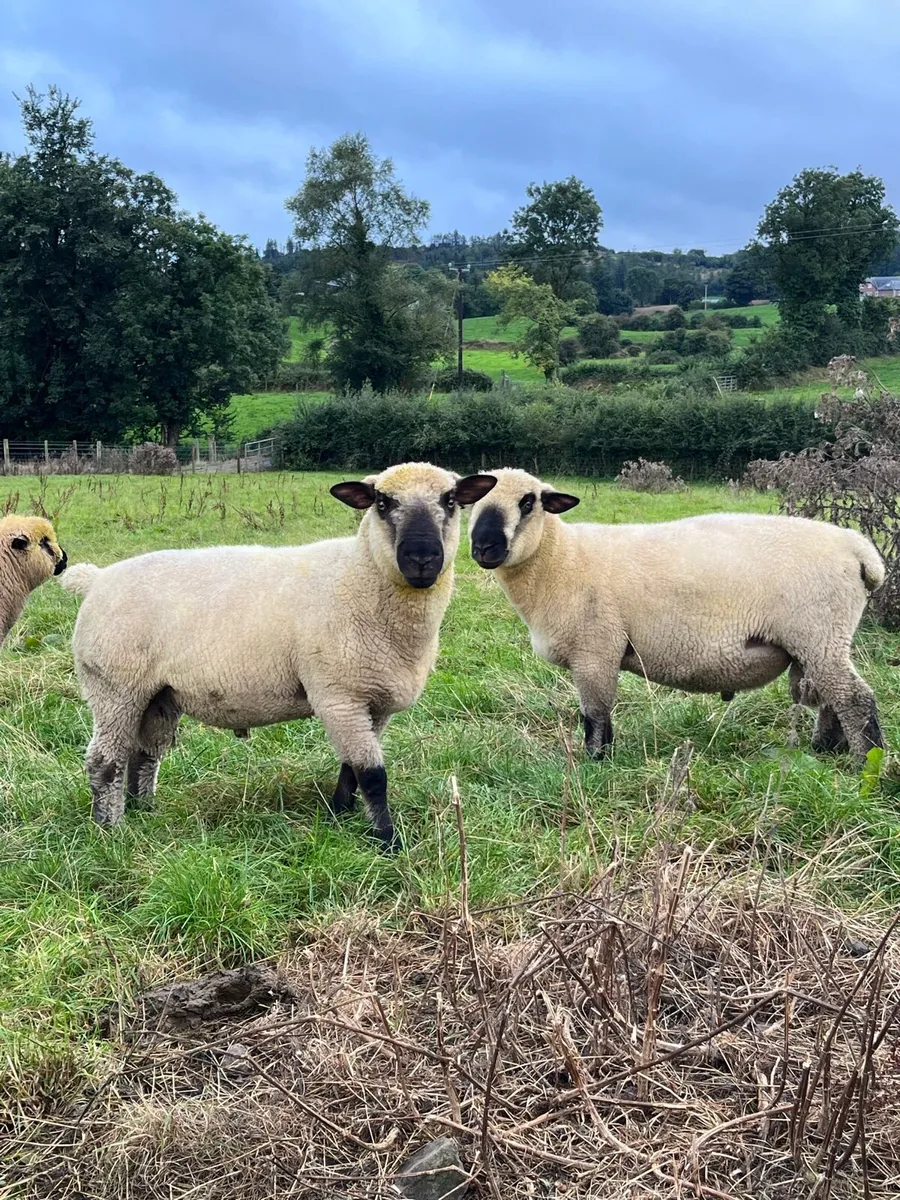 PBNR Hampshire Rams - Image 2