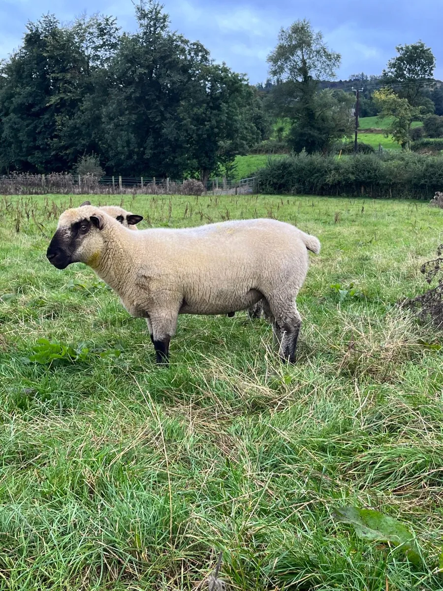 PBNR Hampshire Rams - Image 3