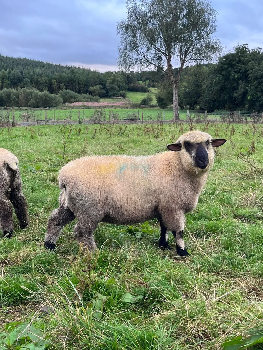 PBNR Hampshire Rams - Image 4