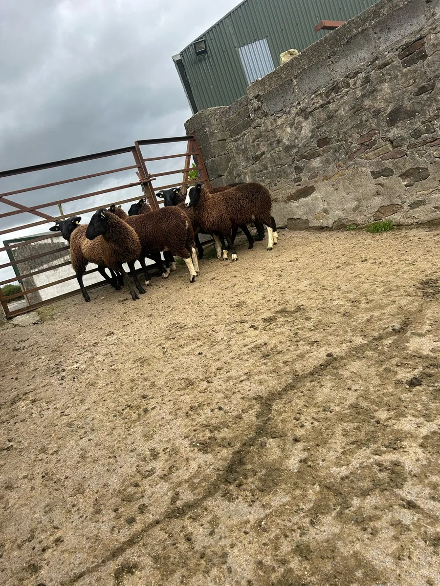 Smashing black  ewe lambs - Image 3