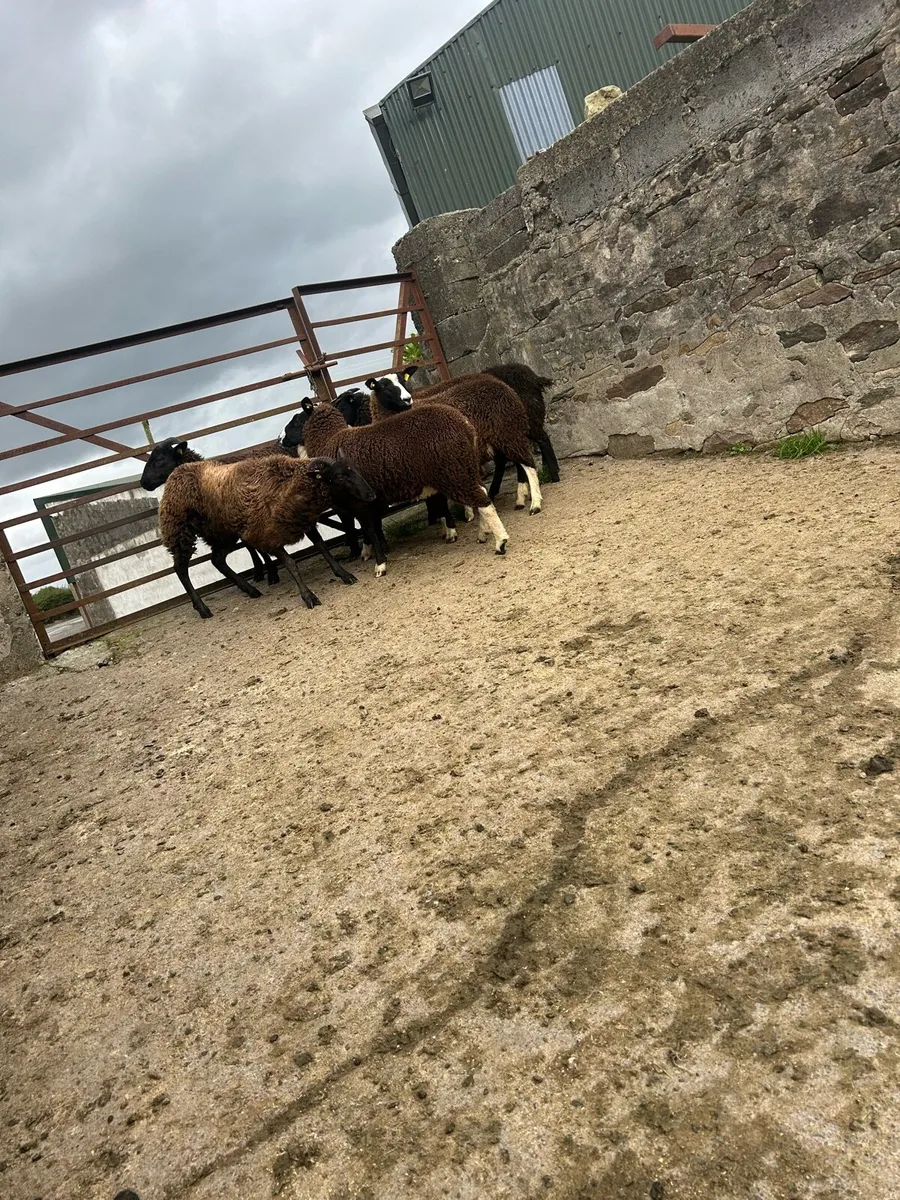 Smashing black  ewe lambs - Image 1
