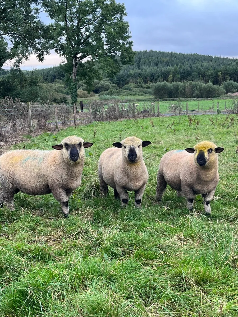 PBNR Hampshire Rams - Image 1