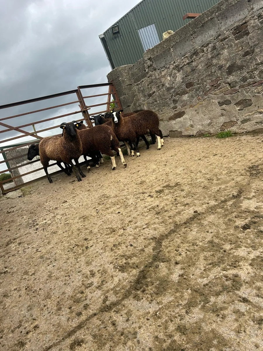 Smashing black  ewe lambs - Image 4