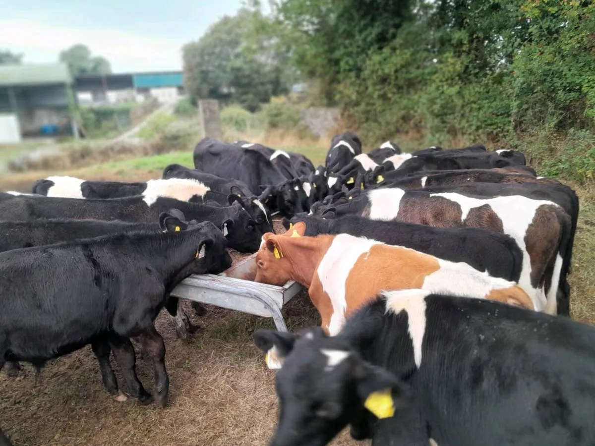 Cattle - Image 2