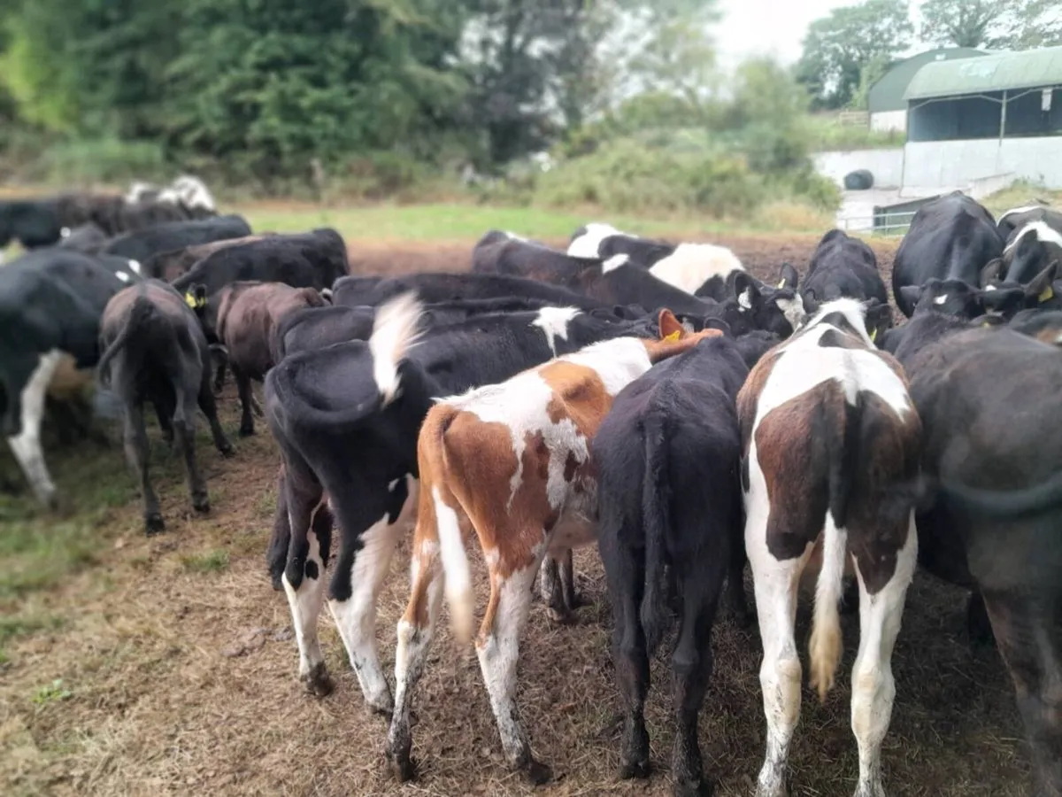 Cattle - Image 3