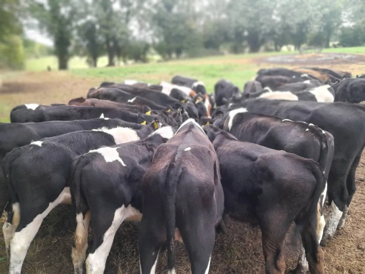 Cattle - Image 4