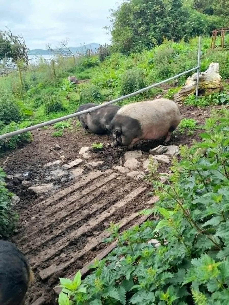 pigs - Image 2