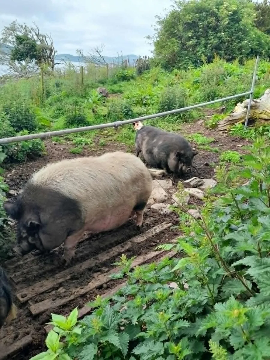 pigs - Image 3