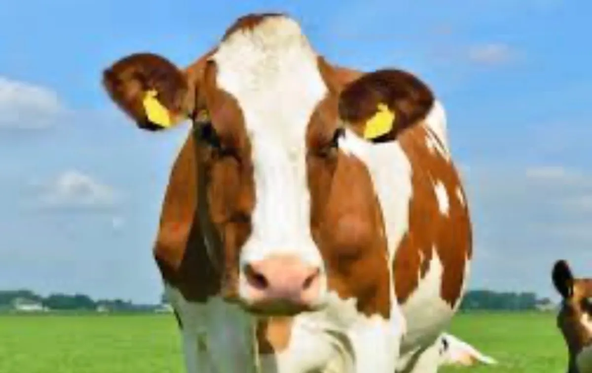 ‼️Wanted‼️ Red and white friesian fresh calved