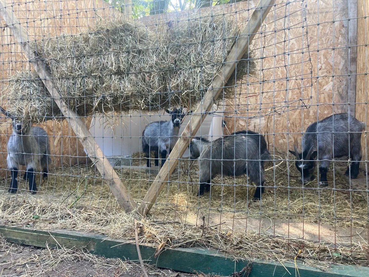 Pygmy Goats - Image 2