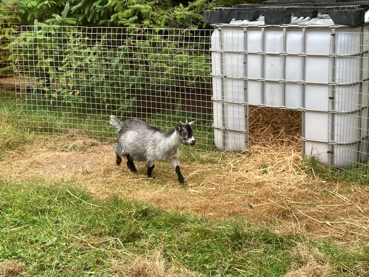 Pygmy Goats - Image 3