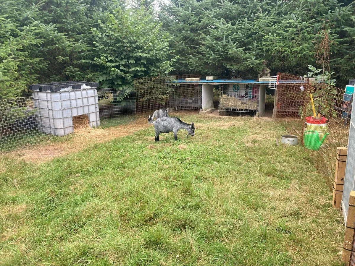 Pygmy Goats - Image 4