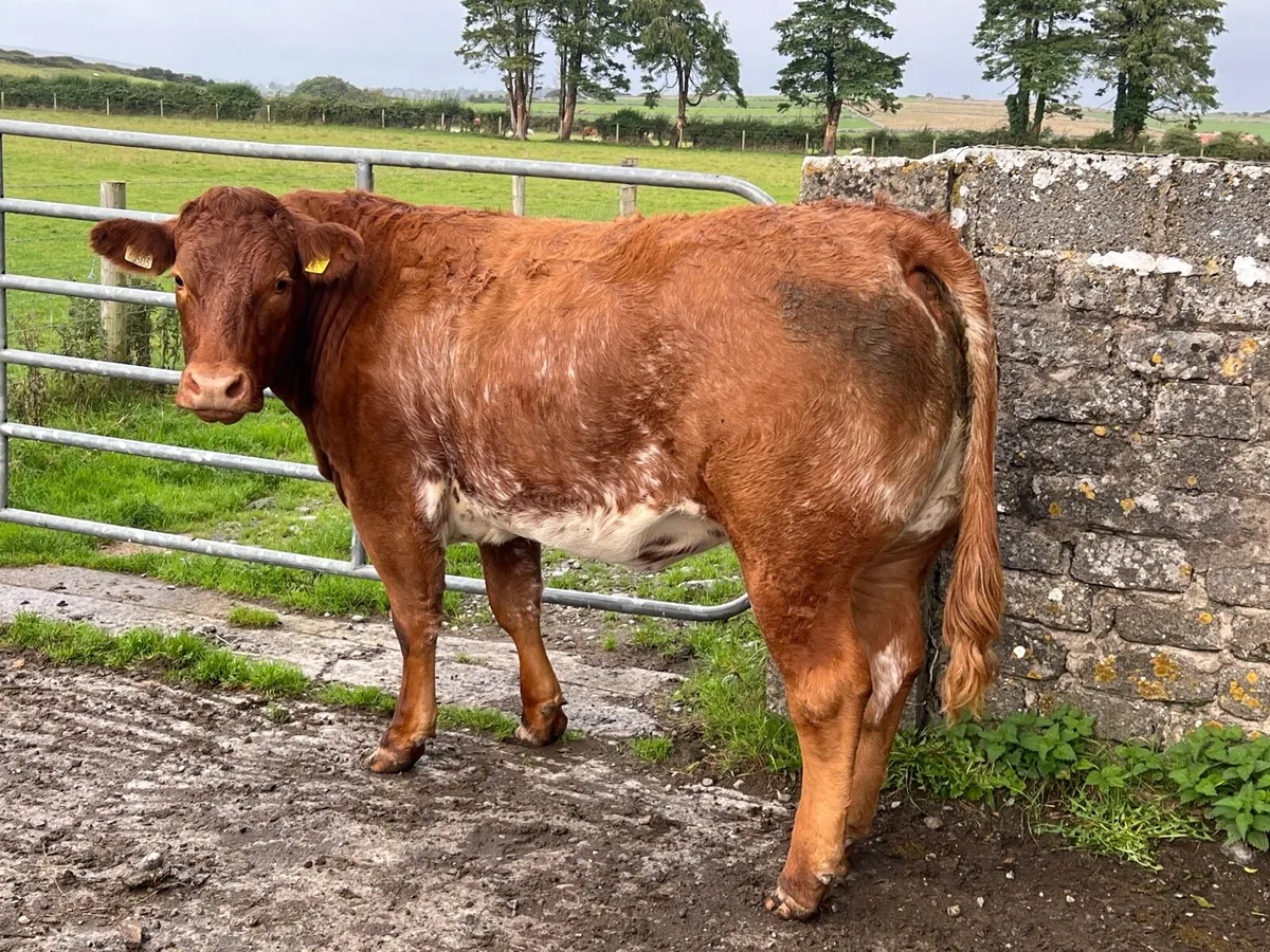 Roan heifer - Image 2