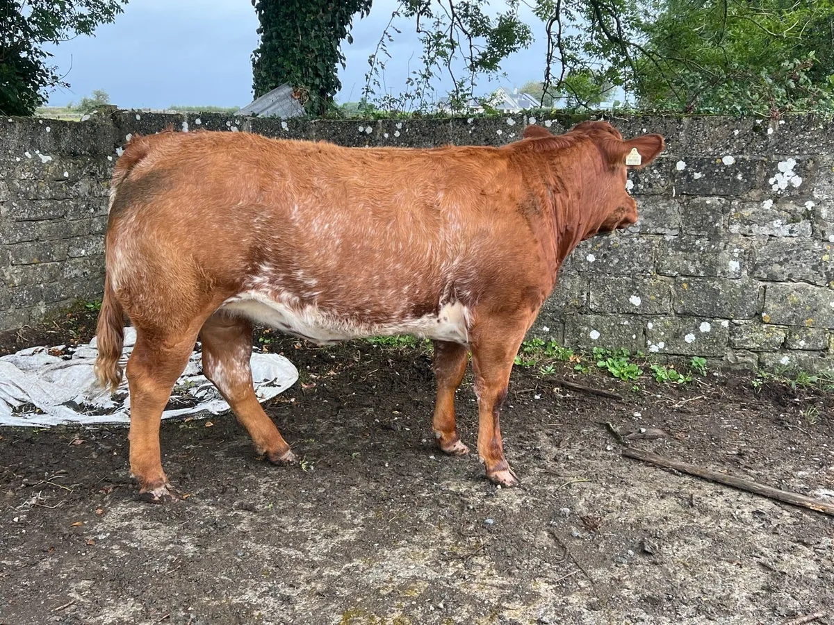 Roan heifer - Image 1