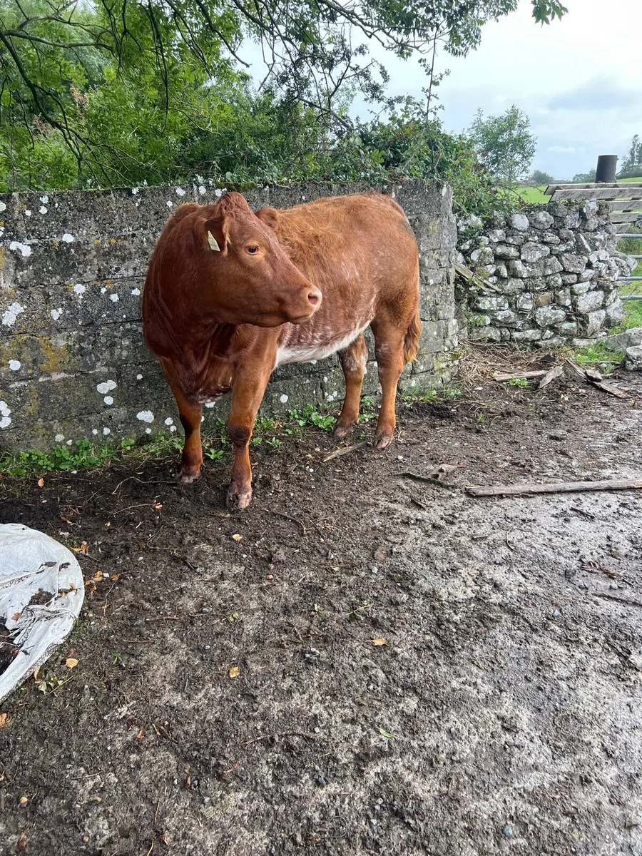 Roan heifer - Image 3
