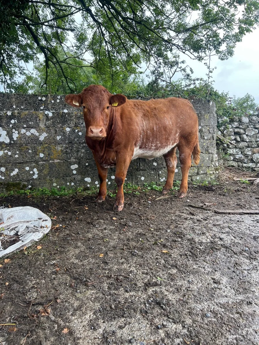 Roan heifer - Image 4
