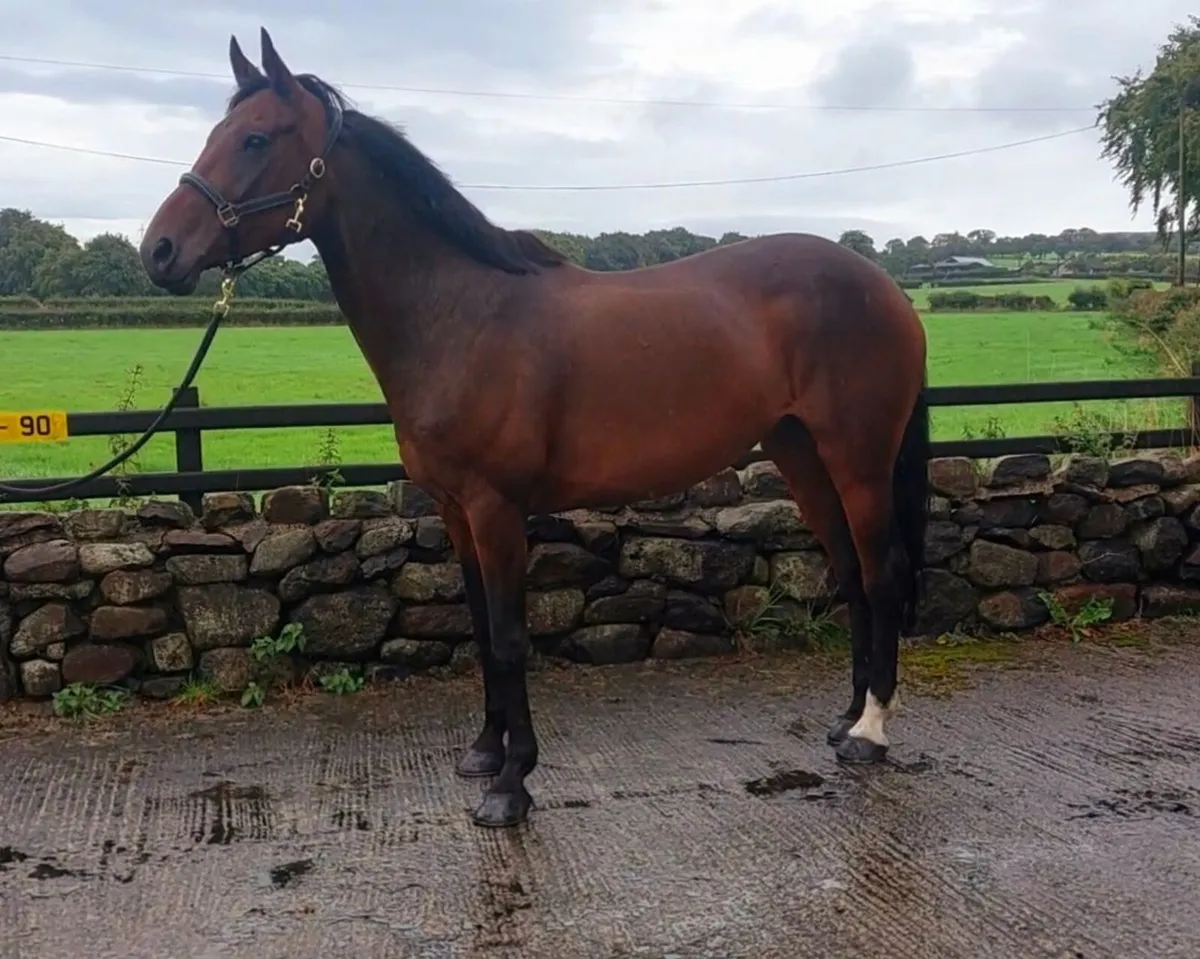 Beautiful Traditionally Irish Mare - Image 3