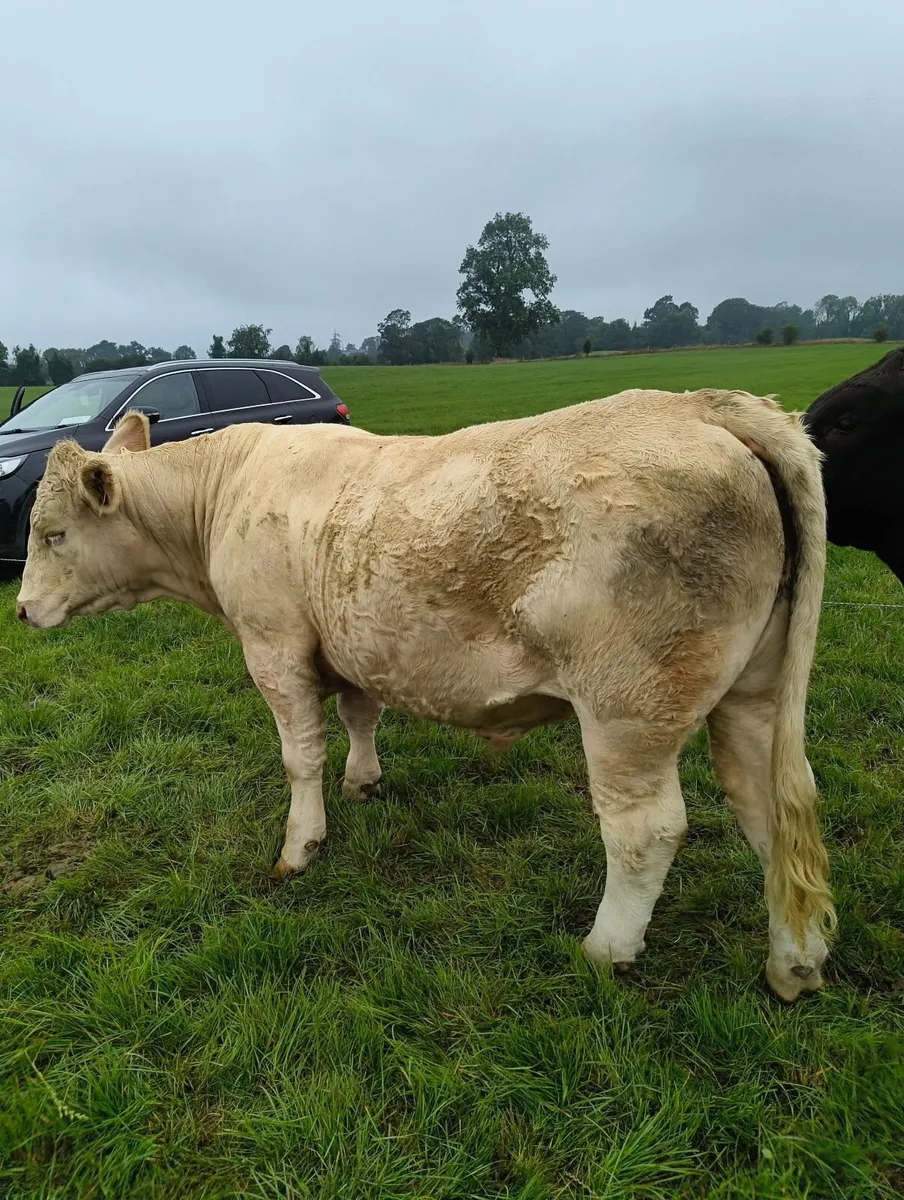 Livestock - Image 2