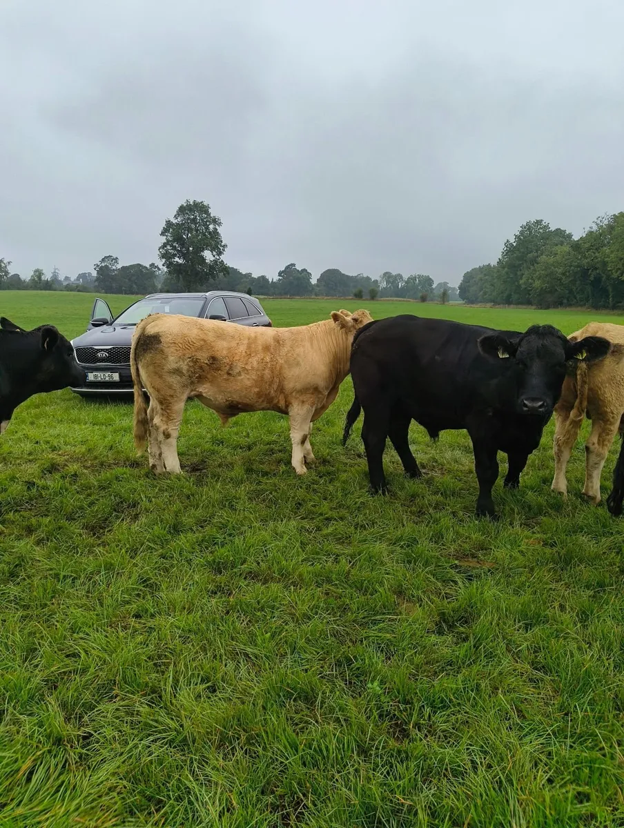 Livestock - Image 1