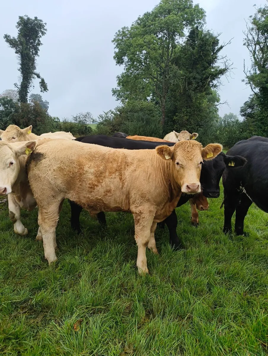 Livestock - Image 3