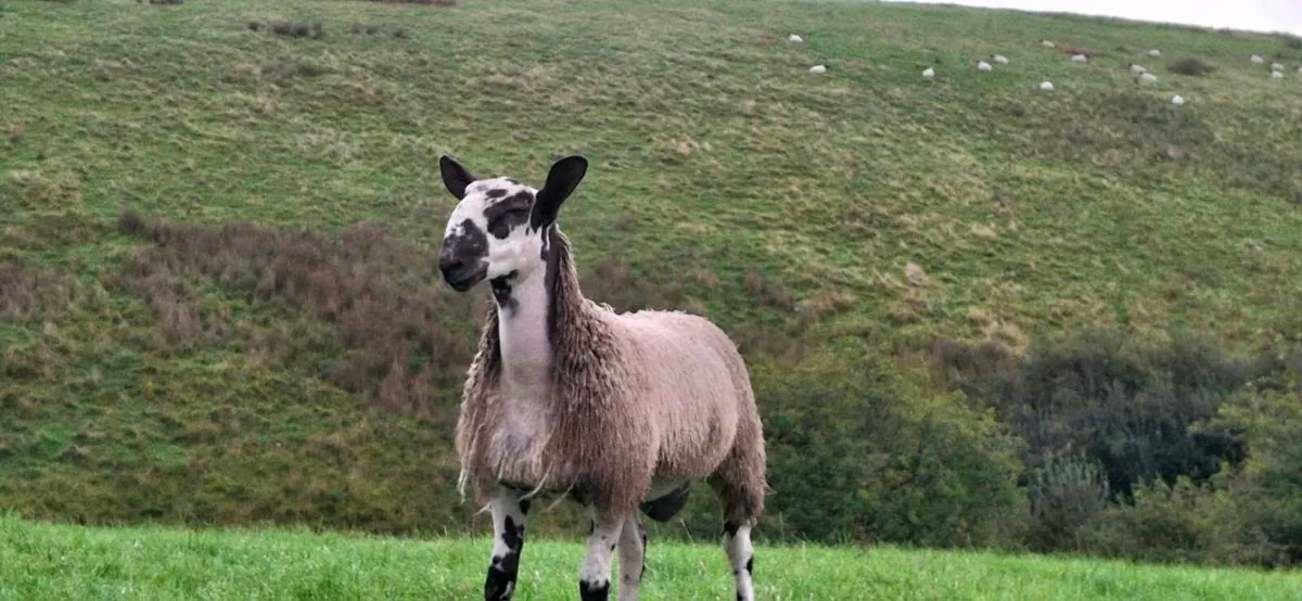 BLUE LEICESTER RAM LAMBS - Image 2