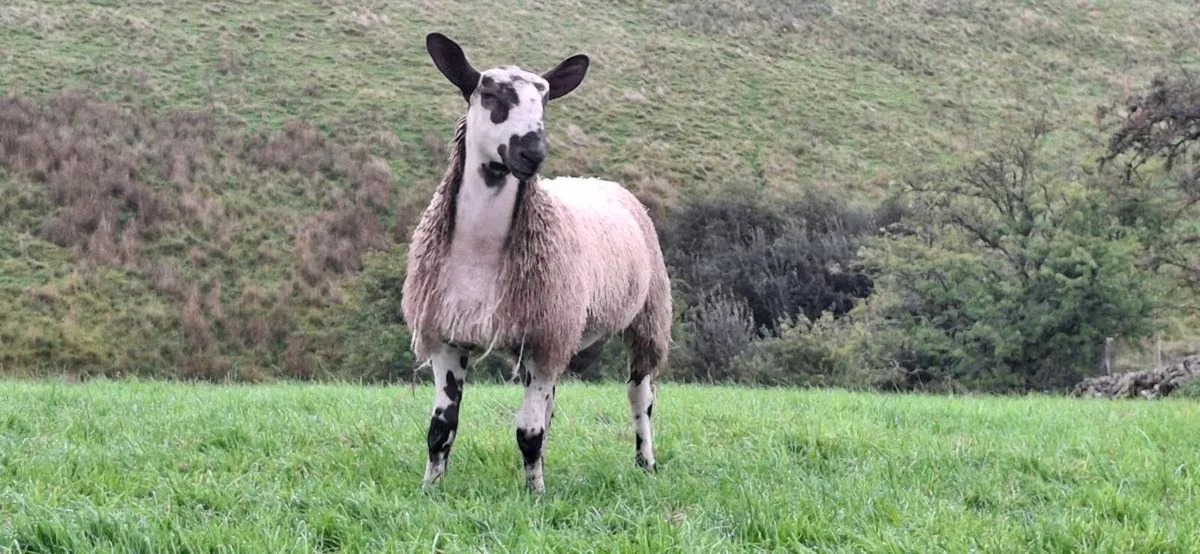 BLUE LEICESTER RAM LAMBS - Image 4