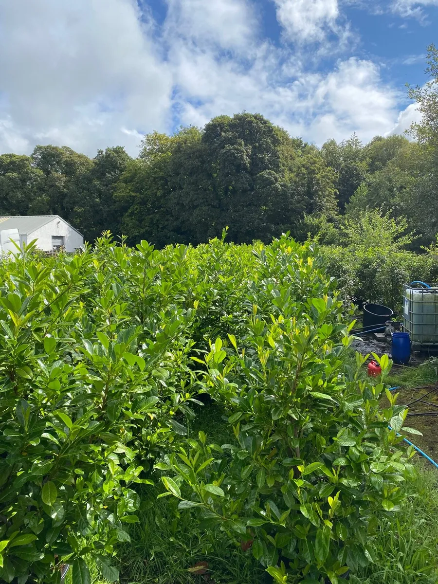 POTTED MATURE LAUREL (6-7ft) - Image 4