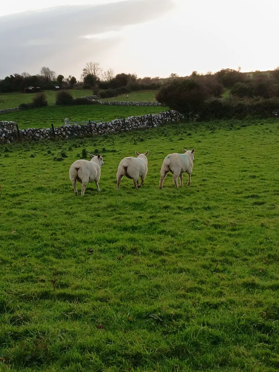 Store lambs - Image 2