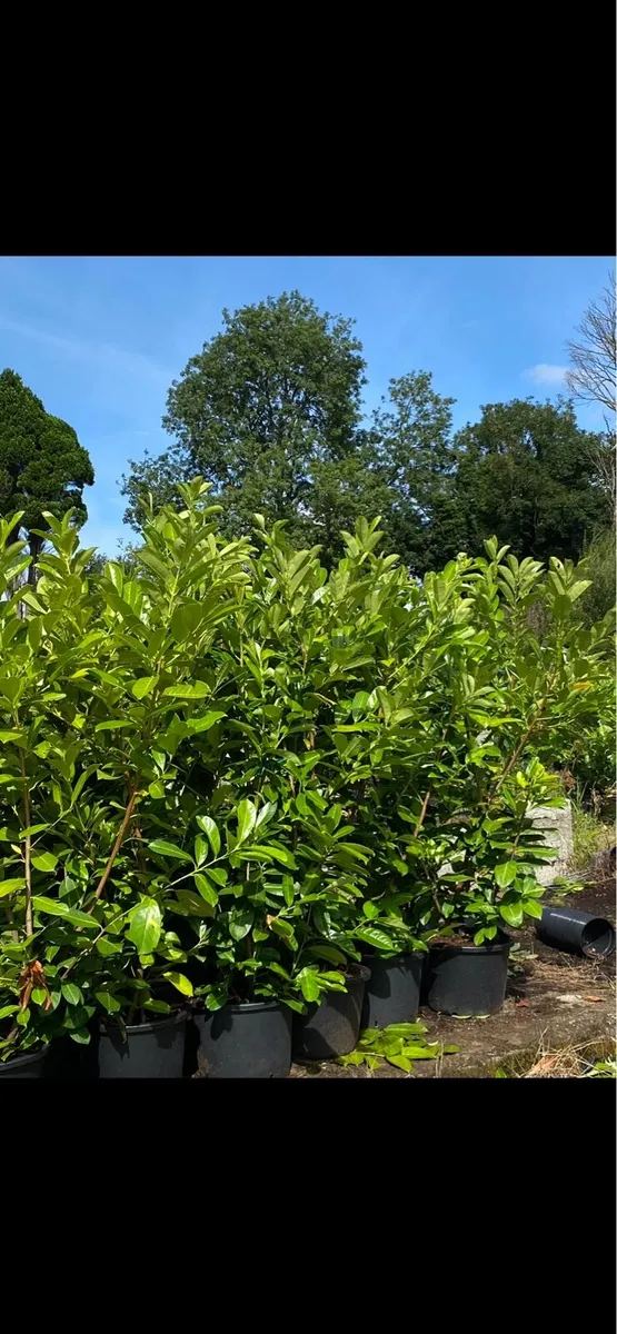 POTTED MATURE LAUREL (6-7ft) - Image 1