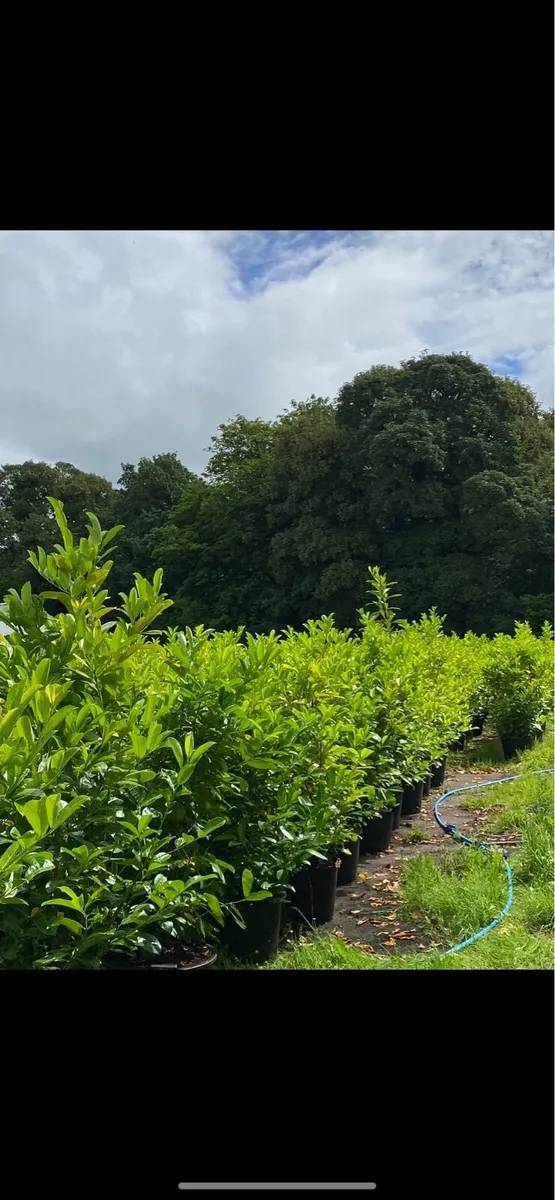 POTTED MATURE LAUREL (6-7ft) - Image 2