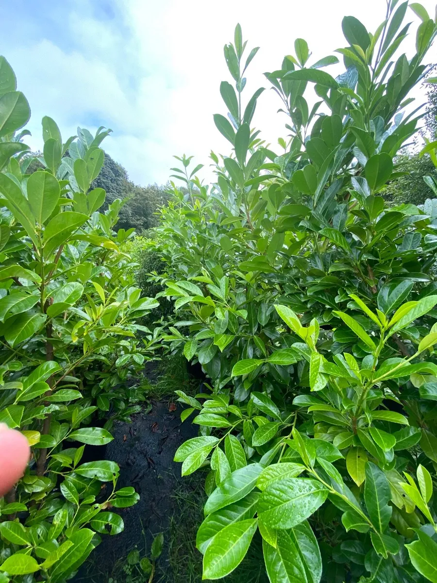 POTTED MATURE LAUREL (6-7ft) - Image 3